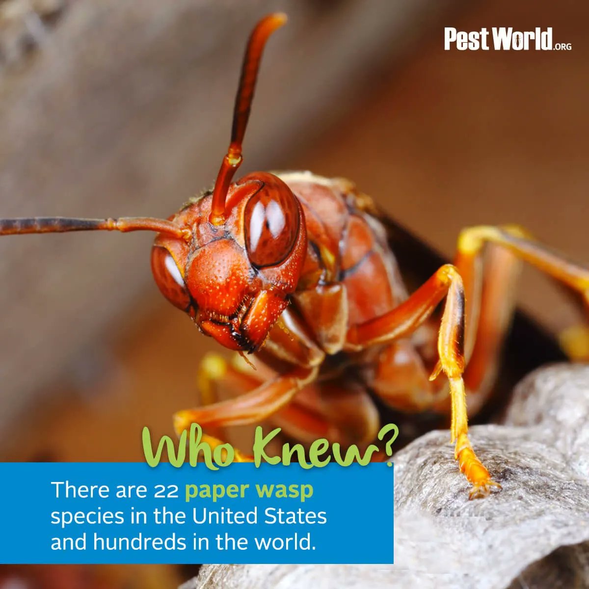 NWPest_Control's tweet image. Did you know there are 22 paper wasps species in the United States? #pestcontrol #exterminators