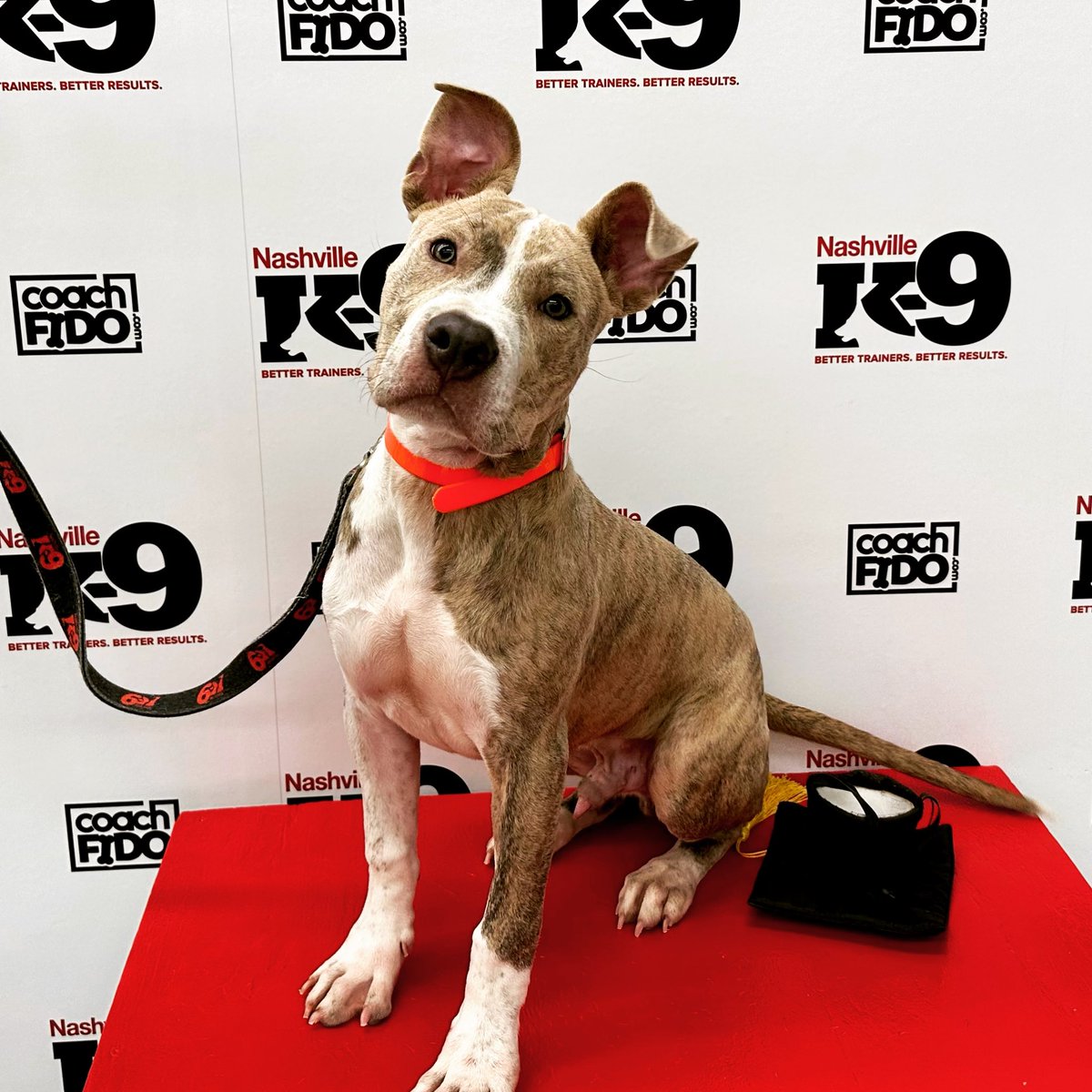 Congratulations, Louis! You graduated!! 

#pitmix #puppy #dogtraining #nashville #nashvilledogtraining  #obedience #nashvilledogtrainer #positivereinforcement #clickertraining #agility #behavior #bettertrainers #betterresults #NashvilleK9