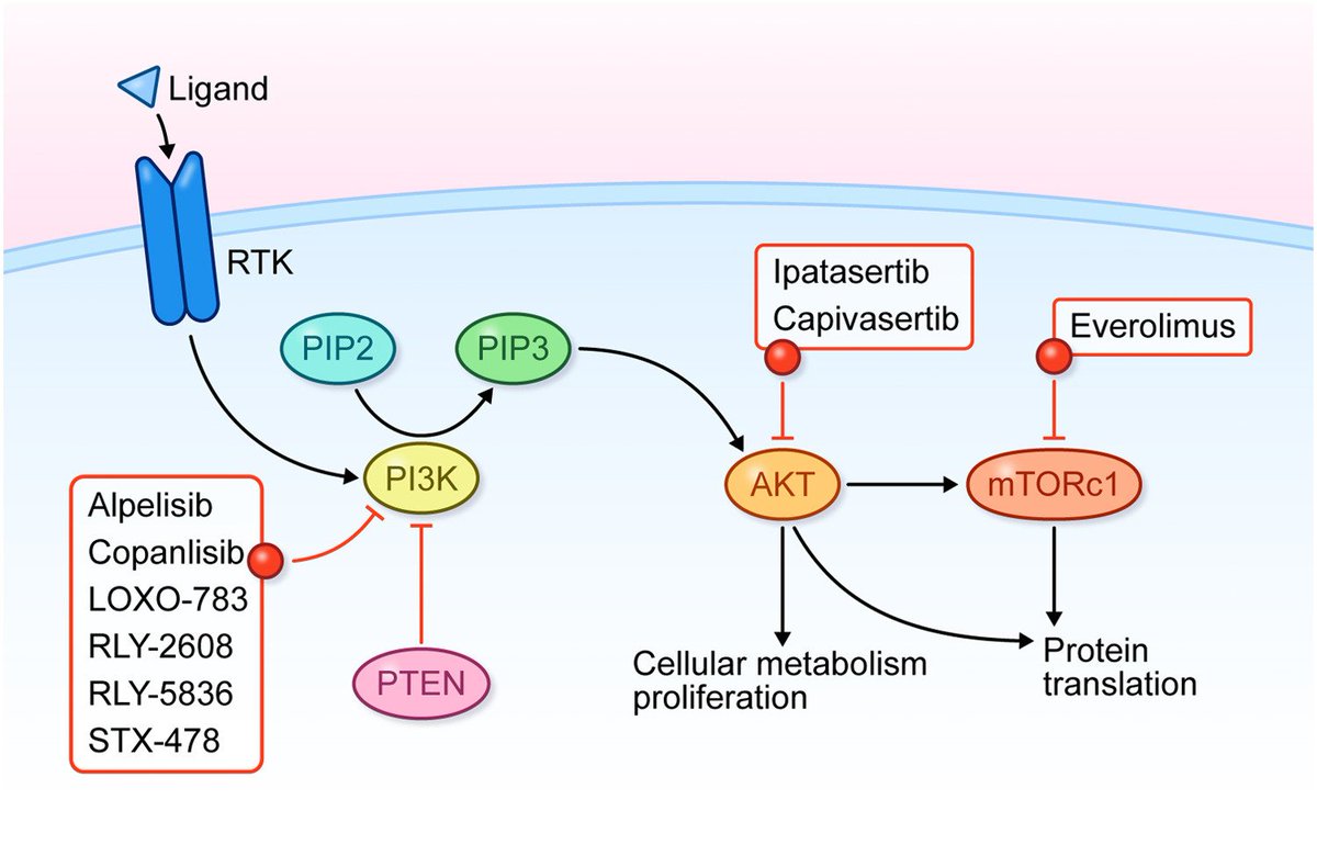 Clinical Breast Cancer (@cbcjournal) on Twitter photo Many molecular targets are identified & validated in the treatment of TNBC including the (PI3K)/AKT/mammalian target of rapamycin (mTOR) pathway as seen below.
Read more about targeted therapies in TNBC 👇
<a href="/NAbuhadra/">Nour Abuhadra</a> <a href="/jhaveri_komal/">Komal Jhaveri</a> <a href="/nickvmai/">Nicholas Mai</a>
#bcsm
sciencedirect.com/science/articl… Many molecular targets are identified & validated in the treatment of TNBC including the (PI3K)/AKT/mammalian target of rapamycin (mTOR) pathway as seen below.
Read more about targeted therapies in TNBC 👇
<a href="/NAbuhadra/">Nour Abuhadra</a> <a href="/jhaveri_komal/">Komal Jhaveri</a> <a href="/nickvmai/">Nicholas Mai</a>
#bcsm
sciencedirect.com/science/articl…