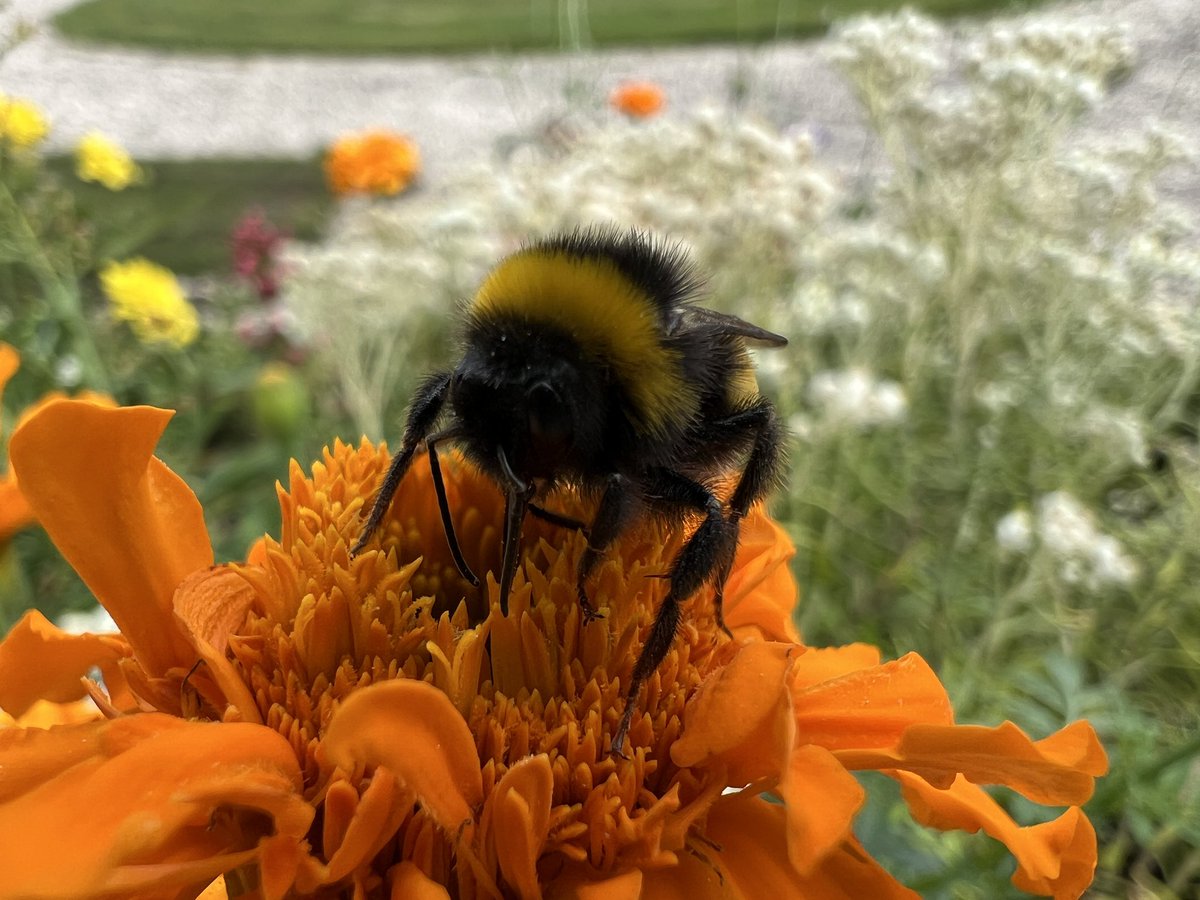 tangigul's tweet photo. #insect #BumbleBee https://t.co/ltMtkIR93d