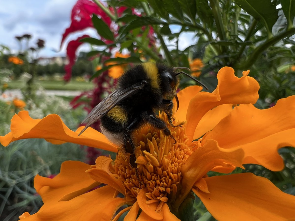 tangigul's tweet photo. #insect #BumbleBee https://t.co/ltMtkIR93d