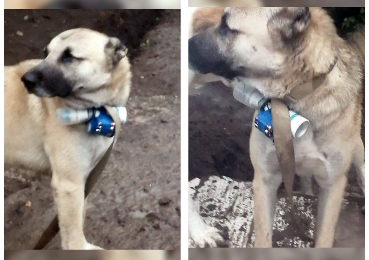 Qunayavs's tweet photo. 🇬🇧 In Karabakh, illegal Armenian gunmen tied a bomb to a dog and sent it to the positions of the Azerbaijani army.

🇷🇺 В Карабахе армянские незаконные боевики привязали бомбу к собаке и отправили ее на позиции азербайджанской армии. https://t.co/XpgQTm8gYI