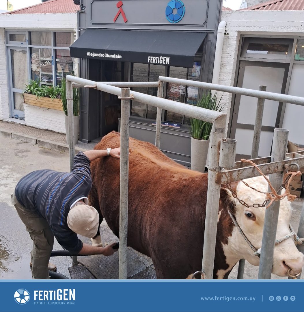 fertigen_uy's tweet photo. 🐂Expo Prado 2023 es la cita imperdible! FERTIGEN y Alejandro Ilundain te esperan en nuestro Stand. 

Vení a conocer nuestra oferta de toros, donde la fertilidad se combina con la genética de excelencia! 🐂🌾 #ExpoPrado2023 #Fertigen #GenéticaGanadera" https://t.co/dF5YqxFtx2