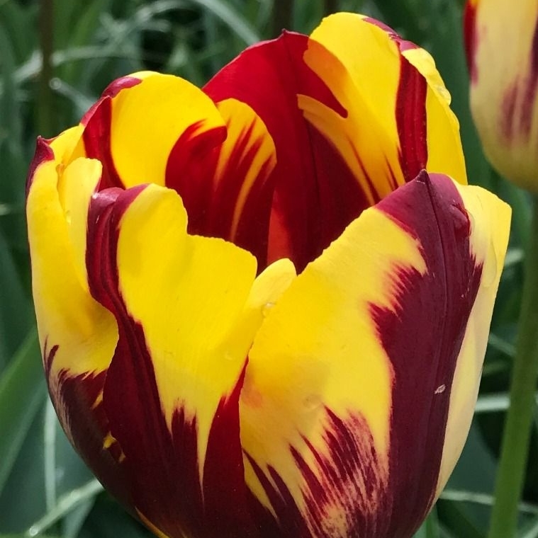 VanEngelenBulbs's tweet image. Amidst all of the flashy red- and yellow-flamed attention-seekers, Triumph Tulip Helmar stands out for its blazing primrose-yellow flowers with varying levels of bright ruby-red flames and feathers. Rembrandt would have loved it. vanengelen.com/flower-bulbs-i… #tulips #helmar