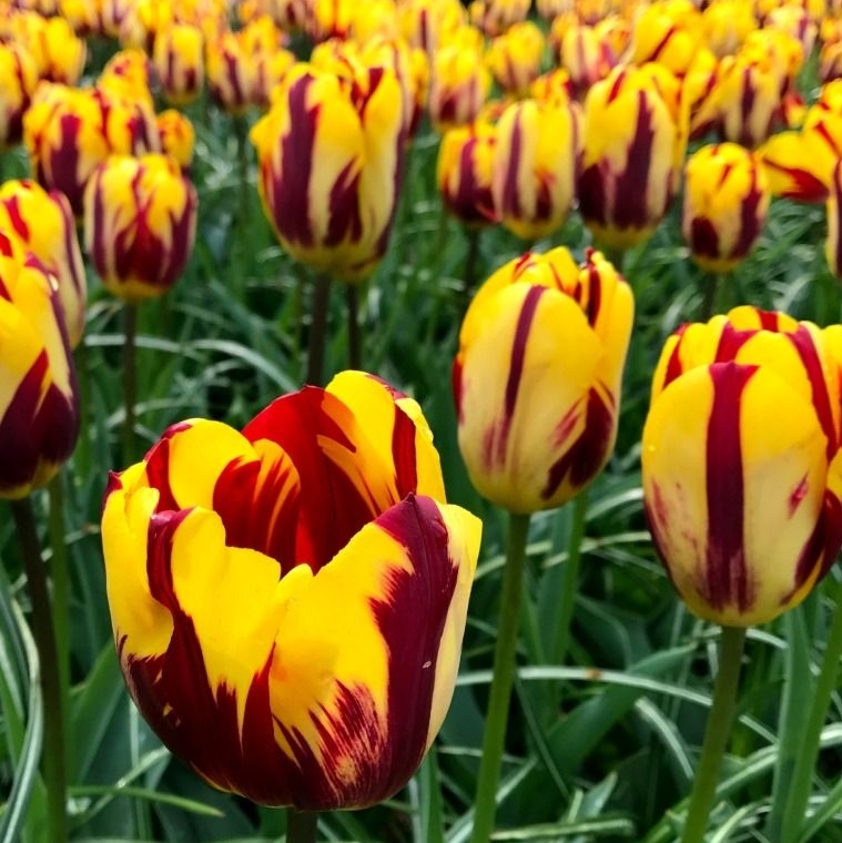 VanEngelenBulbs's tweet image. Amidst all of the flashy red- and yellow-flamed attention-seekers, Triumph Tulip Helmar stands out for its blazing primrose-yellow flowers with varying levels of bright ruby-red flames and feathers. Rembrandt would have loved it. vanengelen.com/flower-bulbs-i… #tulips #helmar
