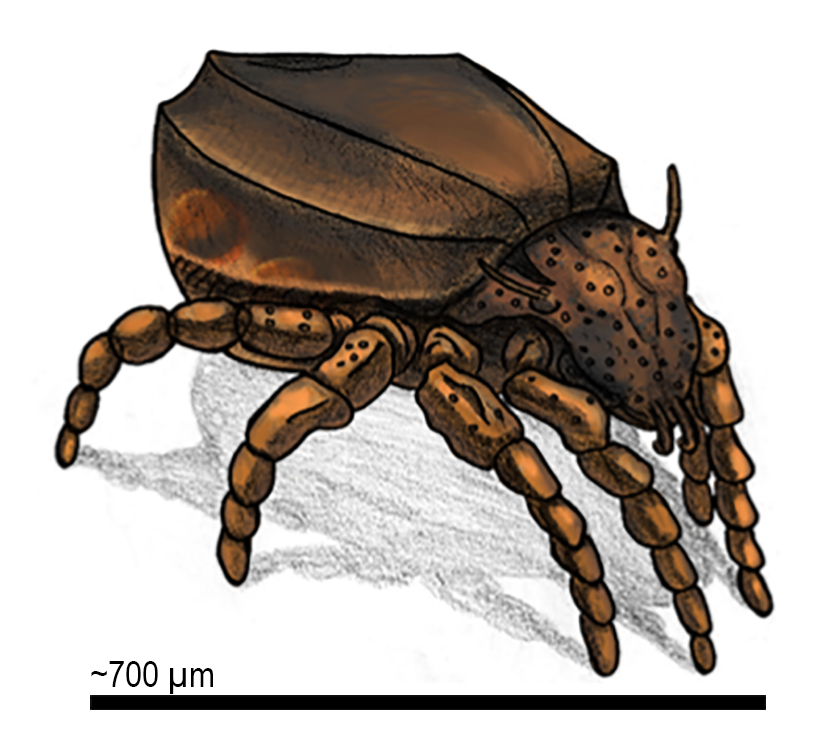 2/n Meet diploid 𝘗𝘭𝘢𝘵𝘺𝘯𝘰𝘵𝘩𝘳𝘶𝘴 𝘱𝘦𝘭𝘵𝘪𝘧𝘦𝘳 a tiny soil-living ancient asexual. I established an HMW 𝘨DNA extraction method to generate a phased assembly from a single individual allowing us to dive deep into asexual genome evolution! (👨‍🎨: <a href="/MarcSolArt/">Marcel Dominik Solbach</a>)