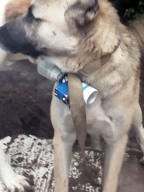 LAbdullayevaMFA's tweet photo. 🔉Illegal #Armenia|n armed detachments in the territory of #Azerbaijan, using a dog as a kamikaze to commit a terrorist act against the servicemen of 🇦🇿Army.

🔉Des détachements armés arméniens illégaux utilisent des animaux à des fins de provocation!

⬇️
https://t.co/MUzn0eRfE1 https://t.co/H4fSJ8nuHf