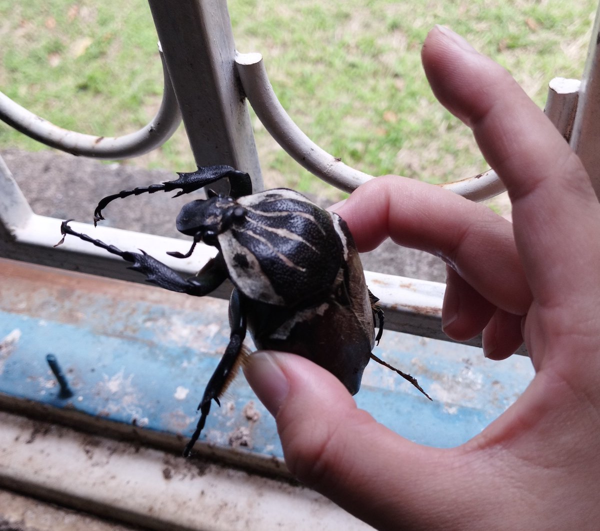 カナブンのノリでゴライアスてwww