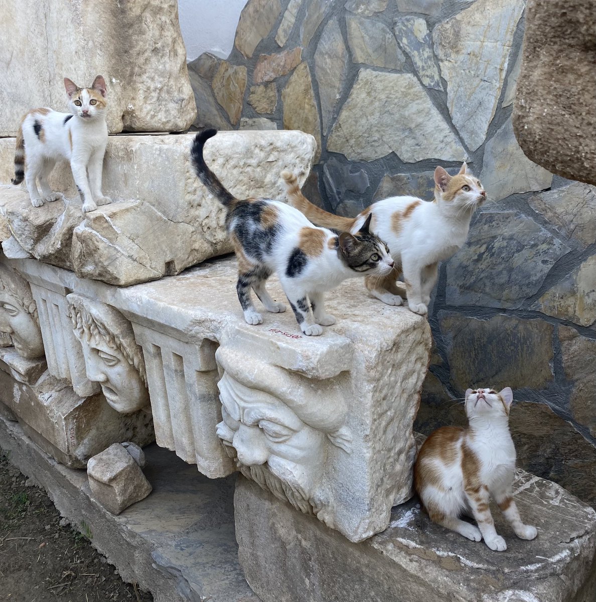 BilalSogut's tweet image. Stratonikeia kedileri 

@TCKulturTurizm @tcmuglavaliligi @yataganbel @kazardb @_Stratonikeia_ @muglayikob @guneyegeka @cihancans @arkeolojihaber @mutso48 @muzeler_dairesi  

#karia #stratonikeia #lagina #arkeoloji #koruma  #muğla #yatağan #architect #tiyatro #mask #kedi #cat