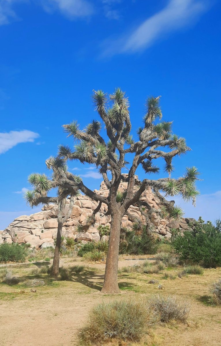 Marslove15's tweet photo. Greetings 🖐 and happy new week everyone!!! 💙💙💙💙💙
#JoshuaTreeNP #California https://t.co/zRCKpW5cw9