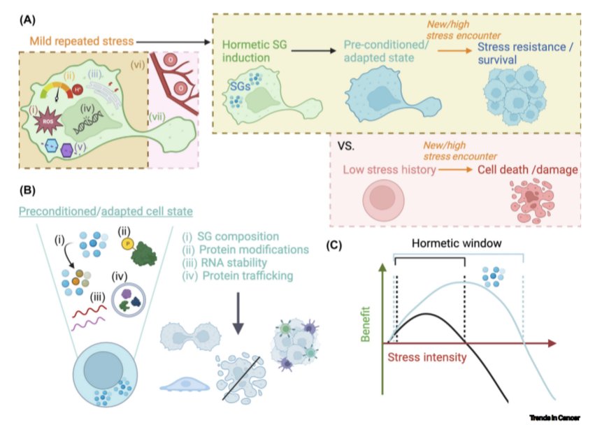 Check out our opinion piece on the concept of #Hormesis and the role of #StressGranules in #Cancer in @trendscancer authors.elsevier.com/a/1hkgW8Z12yTu…