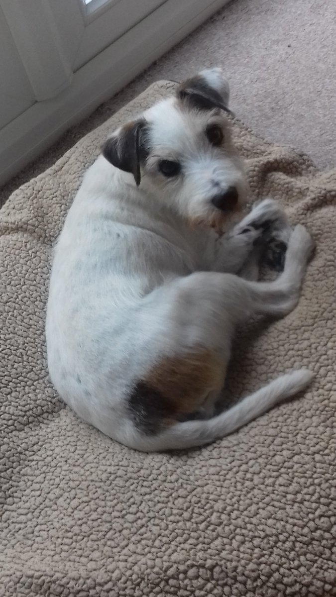 Today marks three years since I said goodbye to my beautiful boy. There hasn’t been a minute when my heart hasn’t ached for him. Love you and miss you always Ralph. 💔💔