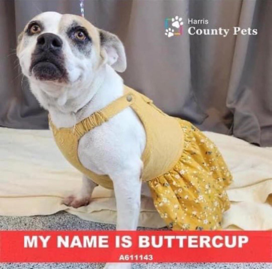 Dear All, 
Please someone go #AdoptDontShop this huggable doggie from #HarrisCounty #Houston #Texas today! 
🆘 It’s 🐶 Buttercup last day on 🌎 today w/o a hero! 🙏🏽🐾🐾🔥