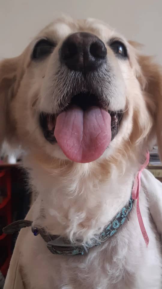 Mokagil93's tweet photo. Hoy hace un año volaste a un lugar mejor mi pequeña dragona de escama peluda, no hay un día que no piense en ti, fuiste, eres y serás lo mejor de mi vida, hay momentos donde aun recuerdo la sensación de tenerte en mis brazos, tus patitas en mis manos o dormir contigo te amo https://t.co/6SPd8pf4D3