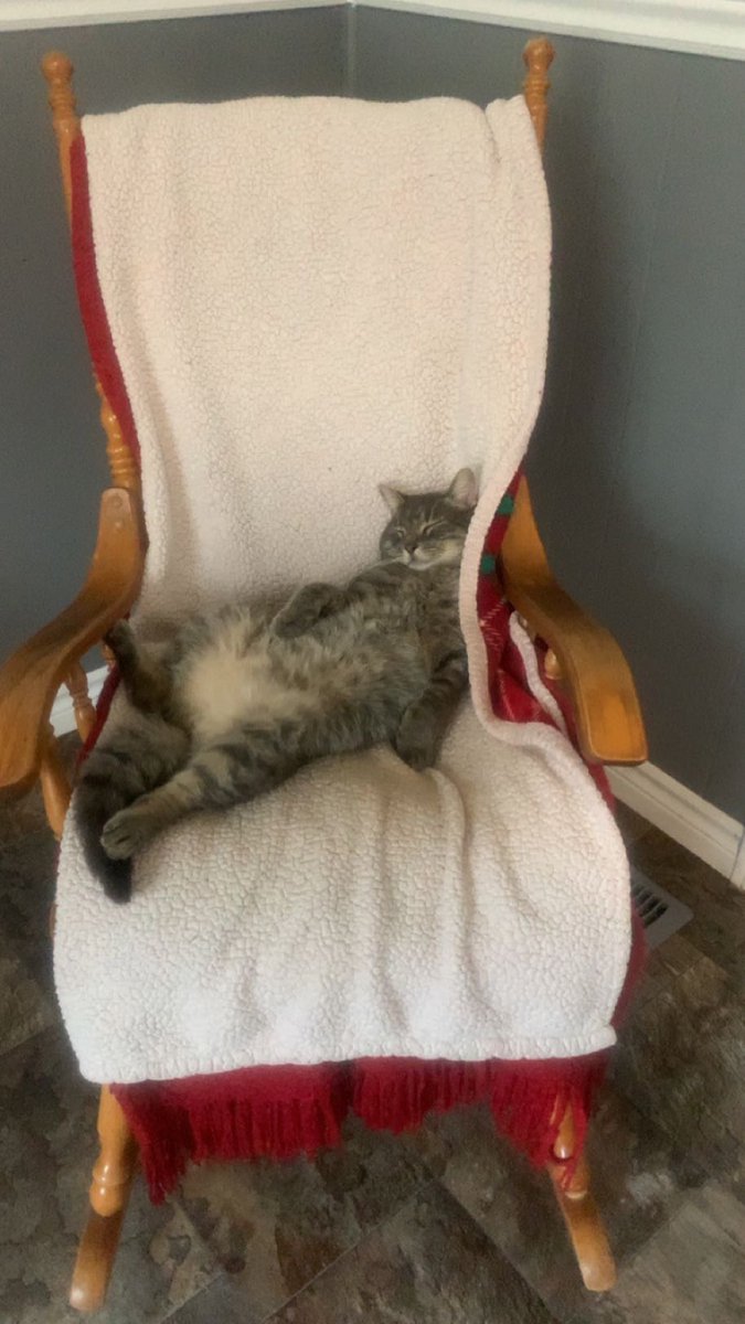 Nothing better than a rocking chair on a rainy day 😸#dusty #fortunecovetravels #relaxinginstyle