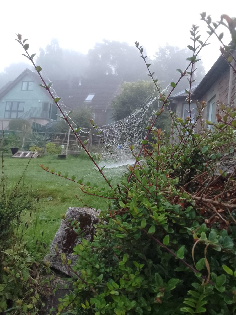 ArdvreckSchool's tweet photo. Last weekโs misty morning inspired discovery and conversations around spiders and their webs. The children in our nursery were curious and amazed with the different sizes and shapes of the webs! #nature #wildlearning #spiders #nurseryincrieff https://t.co/i6mR9TlIys