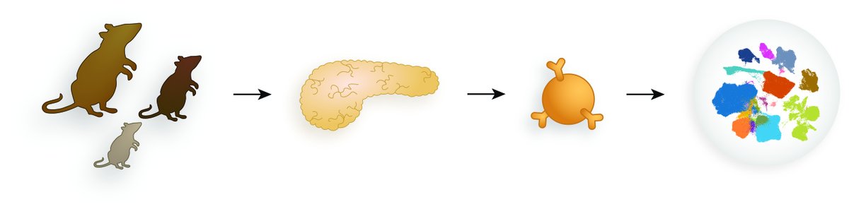 To ease understanding of diabetes, which is complicated by bio and technical factors affecting the regulators of blood glucose – the pancreatic islets, we created a comprehensive mouse islet atlas (MIA) by integrating multiple single-cell transcriptomic (scRNA-seq) datasets.