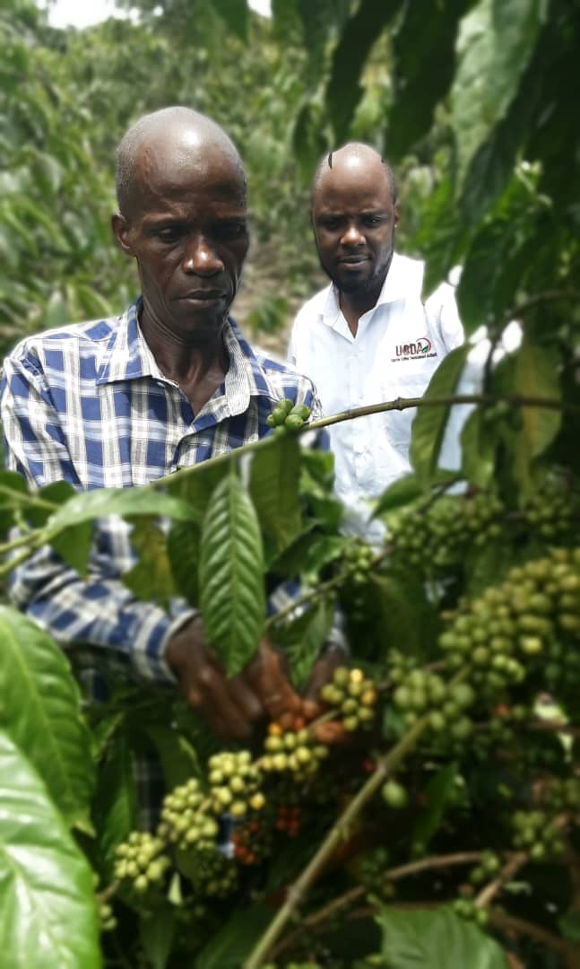 #CoffeeTalk: Bingi Isiah integrates his 5 acres of coffee with other food crops and livestock. He is keen on practicing soil conservation measures, contour planting, water trenches, and mulching on his coffee farm in Kasokero village, Kyabigambire S/County, Hoima District.