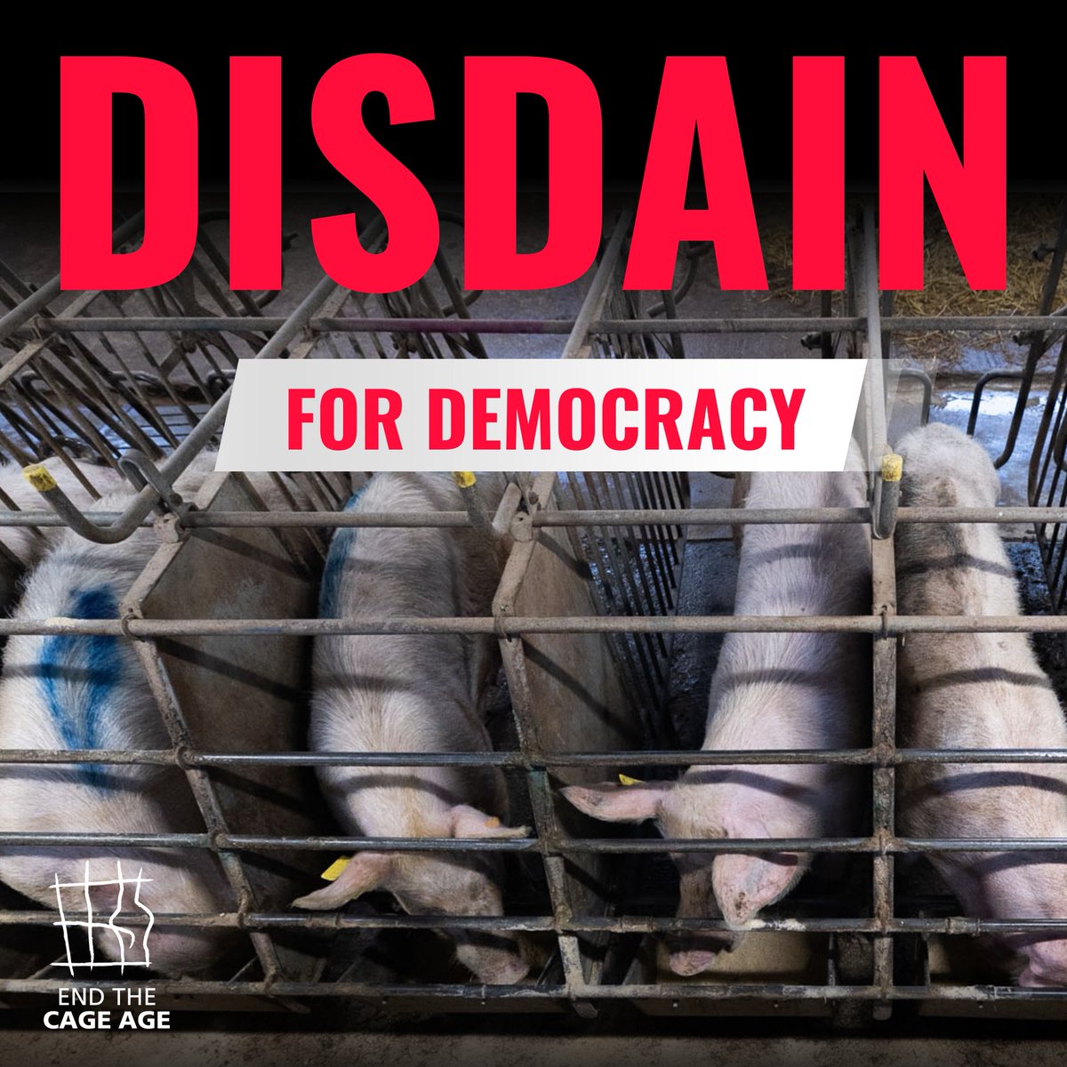 ⚠️EU faces consequences if it drops draft proposal to #EndTheCageAge

📢"The mere fact that the EU Commission is even considering dropping its plans to update the animal welfare laws shows a scandalous disdain for EU democracy"-@Olga_CIWF 

📰ciwf.eu/news/2023/09/e…
<a href="/VDombrovskis/">Valdis Dombrovskis</a>