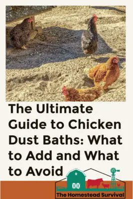 The Ultimate Guide to Chicken Dust Baths: What to Add and What to Avoid thehomesteadsurvival.com/the-ultimate-g…