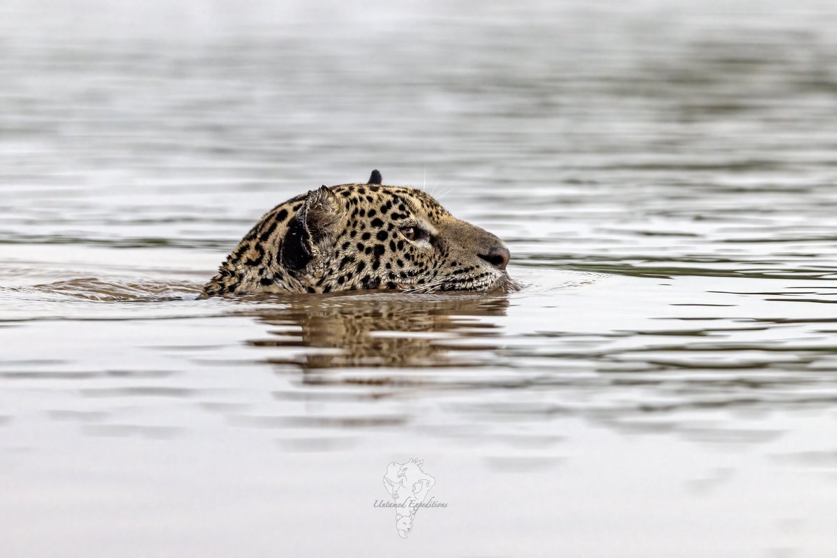 UntamedExp's tweet photo. We're into our third of four Untamed Jaguars of Pantanal Expeditions in 2023. Here are some of the beautiful felids we have been looking for.

August 2023
https://t.co/KOtI0JEhb0
info@untamed-expeditions.com

#jaguarsofpantanal #bigcatphotography #wildlifephotography https://t.co/qERmq9JzWf
