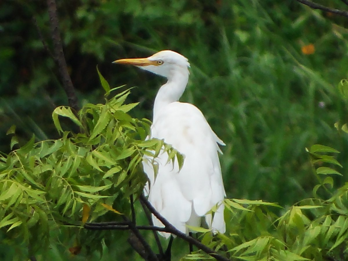 eplimexal's tweet photo. This bird on a tree near my house

#birds #photography #birdphotography https://t.co/WHnhZK5CGc