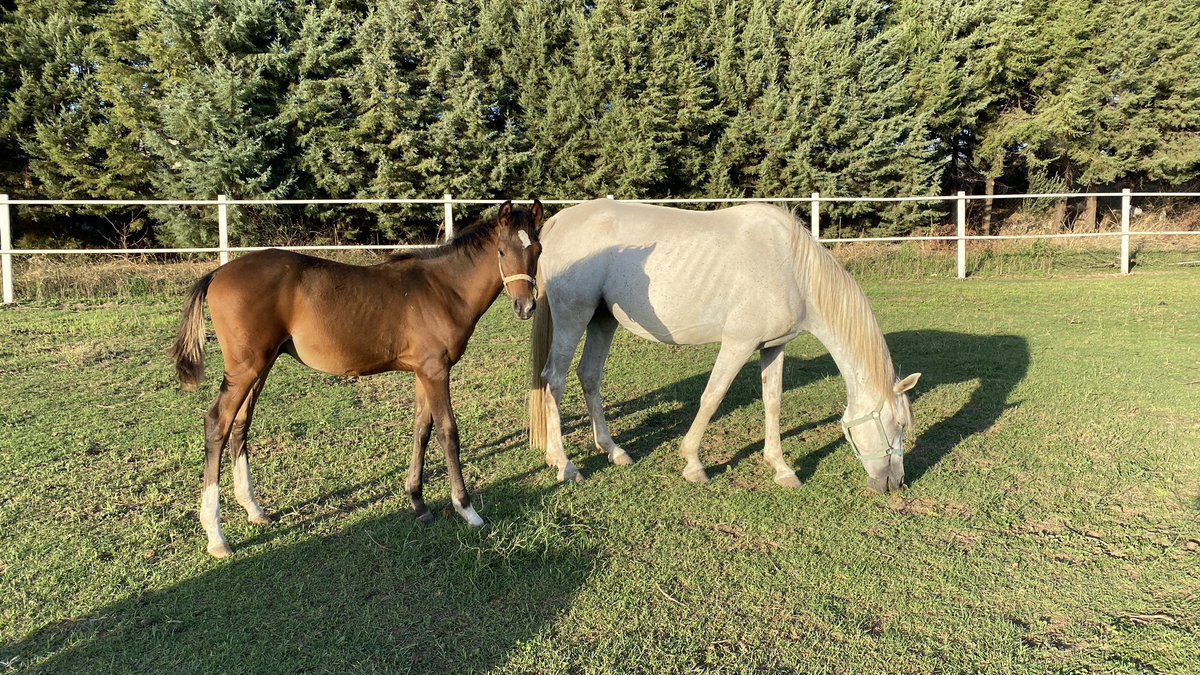 Sakin deniz bilgin kızı boş tayı kışlalıdan erkek 4 aylık fiyatı 100 bin