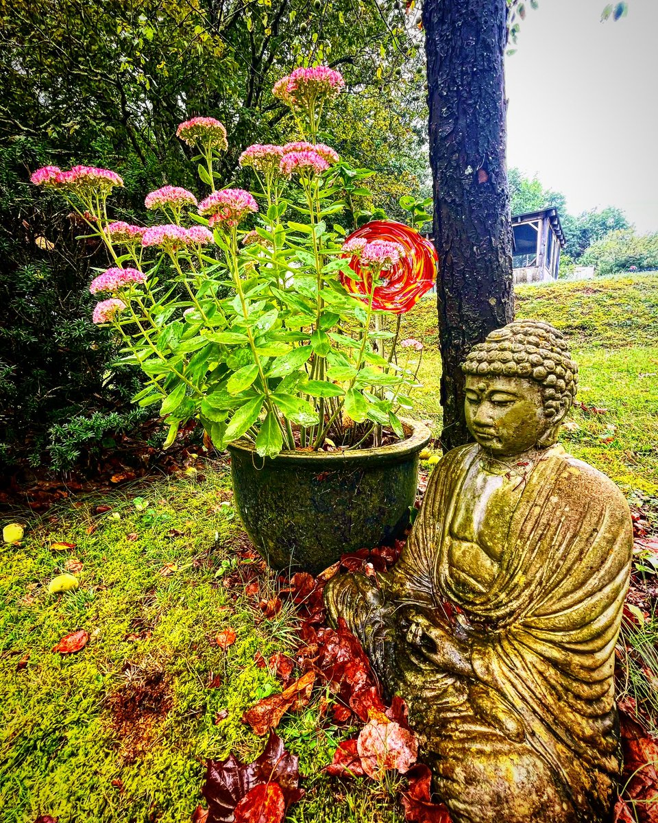 Your moment of Zen #momentofzen #gardening