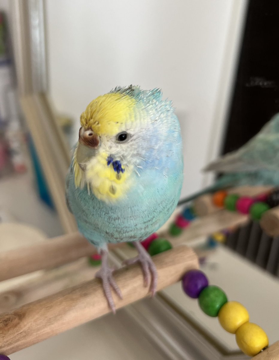 popochidoko's tweet photo. あまり詳しくないので、情報いただけてとても助かります！！ありがとうございます🙇‍♀️

この子は実家で母が飼っていて、動物病院に連れて行こうとしていた所でした。
私は最近出産したばかりで中々捜索にでられません😭
今は母が1人で仕事の前後に遅くまで探し歩いています。 https://t.co/LHQ2tLrT7w