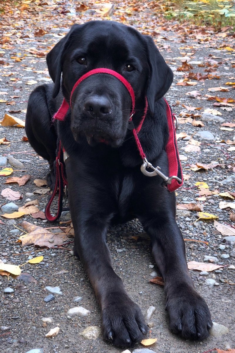 ArdisMayoWriter's tweet image. Dekker knows the command "Follow Me" and wonders if that makes him a good disciple. Read his reflections on this at thereflectivepen.com/dekker-9/ #servicedog. #Dekker