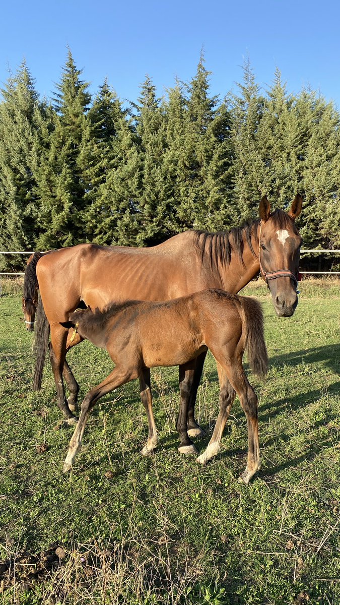 Abide teze marlin kızı boş tay myboycharlıe dişi fiyatı 100 bin