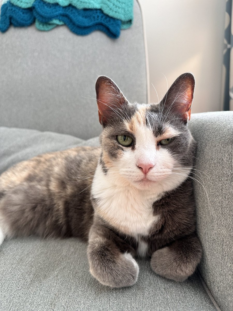 GettyCatDC's tweet photo. Wink https://t.co/7UT6874aof