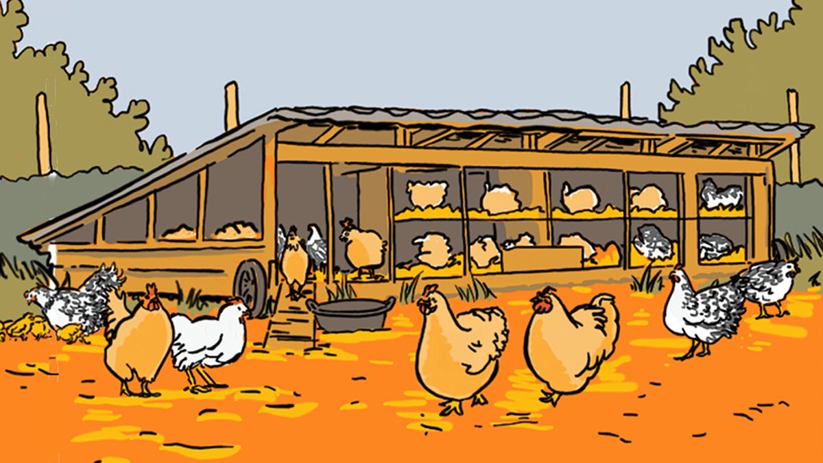 George Orwell famously wrote 'All animals are equal, but some are more equal than others'. The research of @sarahfoodlaw and @daphneemenard on the regulation of laying hens brings this quote to life. To see how, check out this recent Jurivision article! 🐣bit.ly/44MDSxq