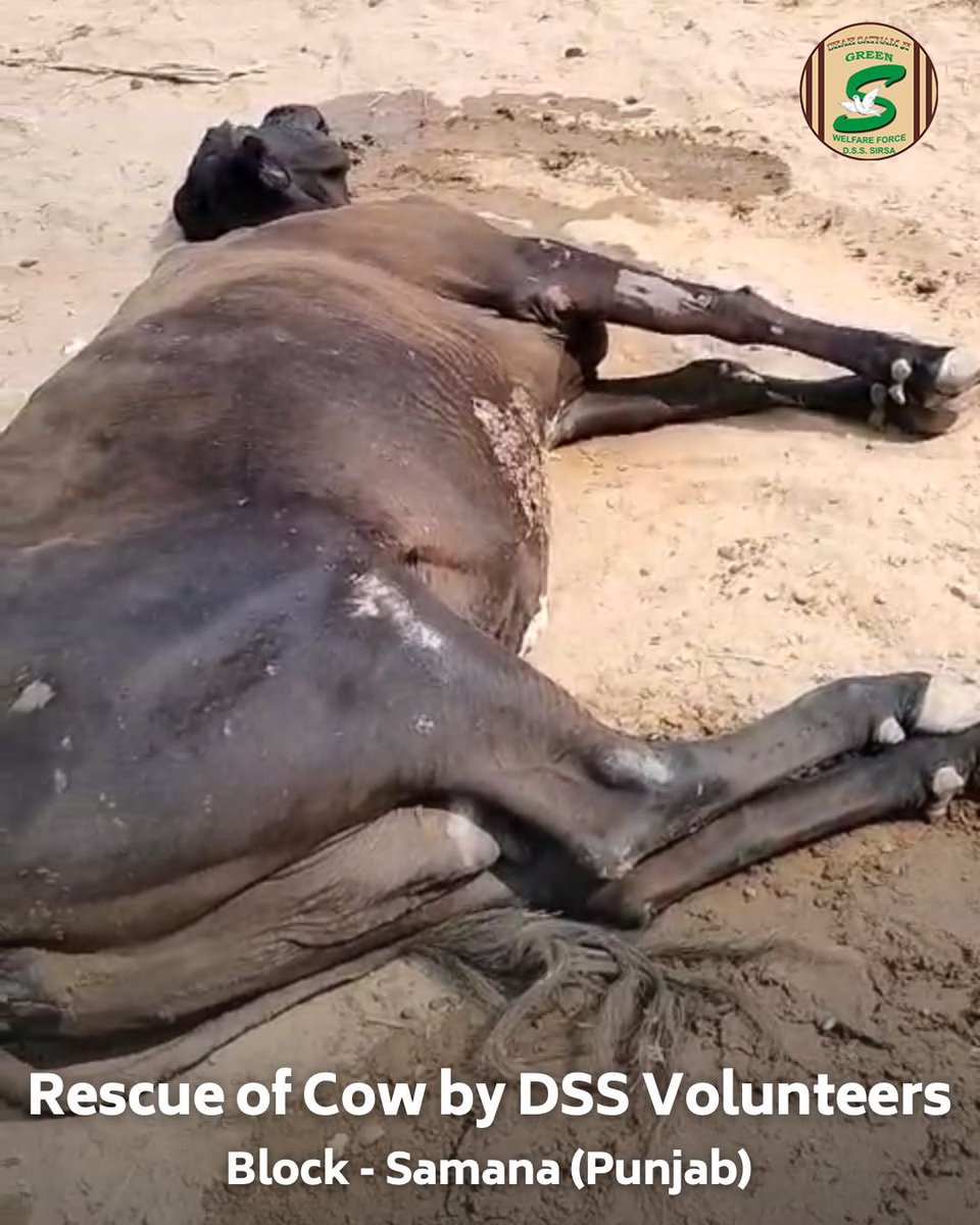 GreenSwelfares's tweet photo. Kudos to the dedicated Shah Satnam Ji Green 'S' Welfare Force Wing volunteers in Samana, Punjab, who not only saved an injured cow🐄but also provided essential medical treatment. Their commitment to #AnimalWelfare is a shining example of compassion in action. #MedicalAid #DeraSachaSauda