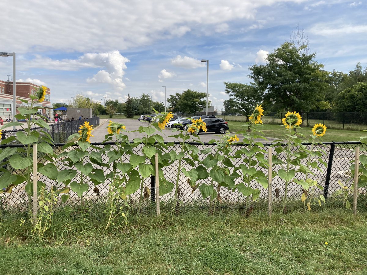 The community garden <a href="/QueenStreetPS/">Queen Street P.S.</a> is thriving and is an amazing space to learn <a href="/DF5719/">Donna Ford</a> <a href="/PeelSchools/">Peel District School Board</a>