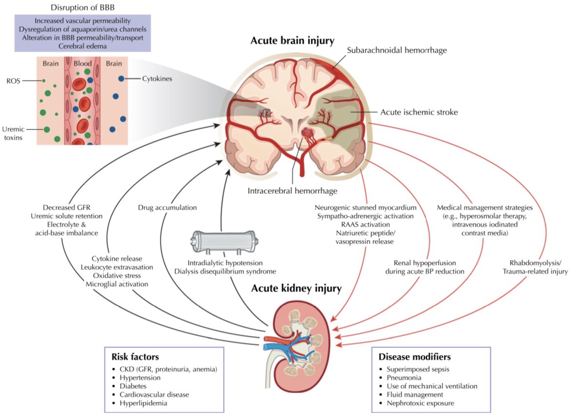 Lesión renal aguda en cuidados neurocríticos.

Critical Care 2023; DOI: doi.org/10.1186/s13054…