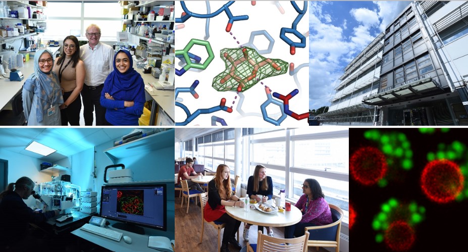 With <a href="/MRC_MBU/">MRC MBU</a> we've launched a new MPhil programme 'Masters in the Molecular Mechanisms of Human Disease'. Applications are now open! More info here: cimr.cam.ac.uk/masters-molecu…