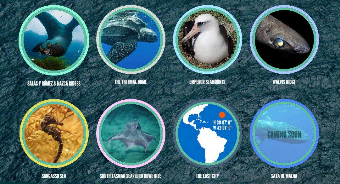 The #HighSeas hold some of the largest reservoirs of #biodiversity on Earth🐙🐠🐳🦈 But only about 1% of them are protected! Click on the link to discover some incredible hotspots that deserve the ratification of the #HighSeasTreaty👉 mpa.highseasalliance.org #RaceforRatification