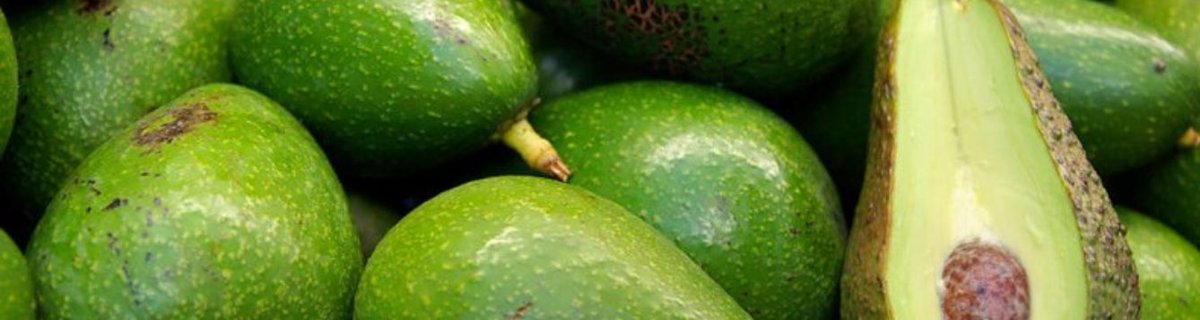 Register for our free virtual JAMAS! class on Saturday, Sept 23rd and learn all about the Amazing Avocado @sflhort @UFTropical blogs.ifas.ufl.edu/collierco/2023…