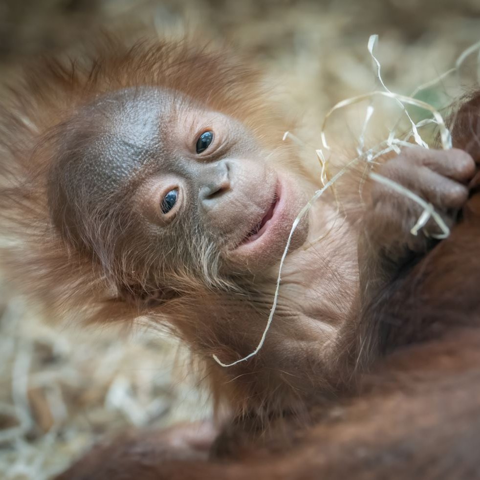 Cuteness overload 🚨 @BlackpoolZoo's beautiful Bornean orangutan baby needs a name! The zoo is giving you the chance to name its critically endangered Bornean orangutan baby while raising money for international charity, the Orangutan Foundation. 🔗 bit.ly/orangutanbabyn…