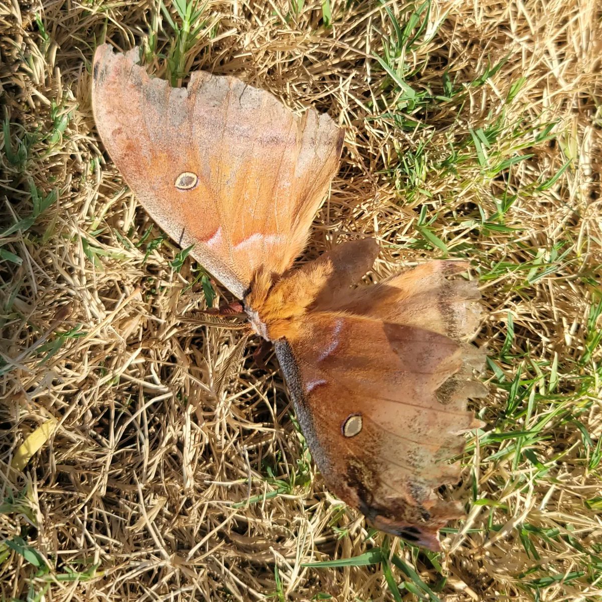 EmmaGoldmanBookClub tweet media