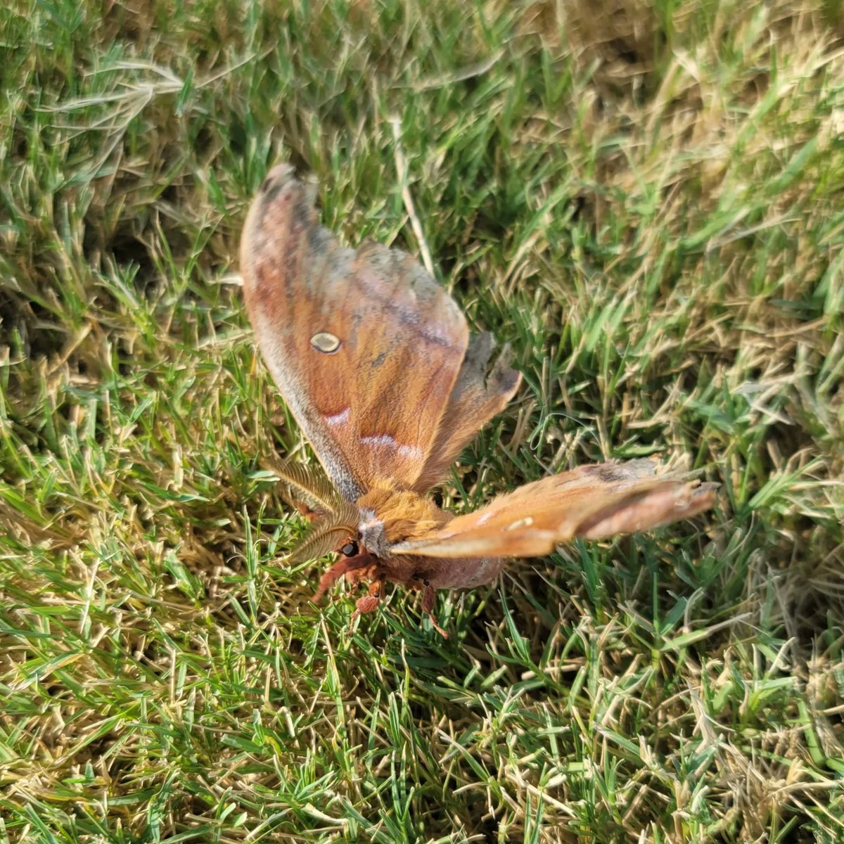 EmmaGoldmanBookClub tweet media