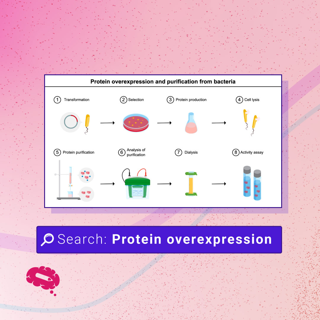 mindthegraph's tweet image. Protein overexpression and purification from bacteria

Try it on the platform ➡️ bit.ly/protein-overex…

#sciComm #template #presentationtemplate #postertemplate