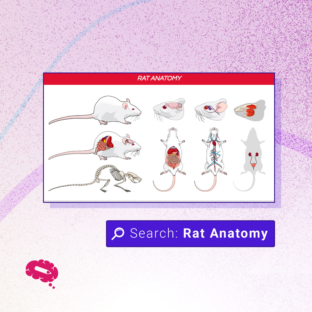 mindthegraph's tweet image. Rat Anatomy

Try it on the platform ➡️ bit.ly/rat-anatomy

#sciComm #template #presentationtemplate #postertemplate