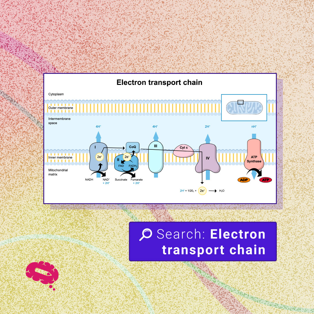 mindthegraph's tweet image. Electron transport chain

Try it on the platform ➡️ bit.ly/electron-trans…

#sciComm #template #presentationtemplate #postertemplate