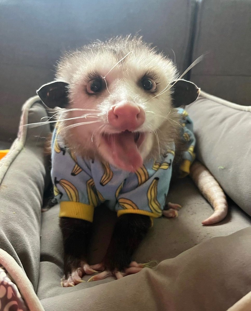 TheDailyPossums's tweet photo. https://t.co/qdHEfQ4ht9