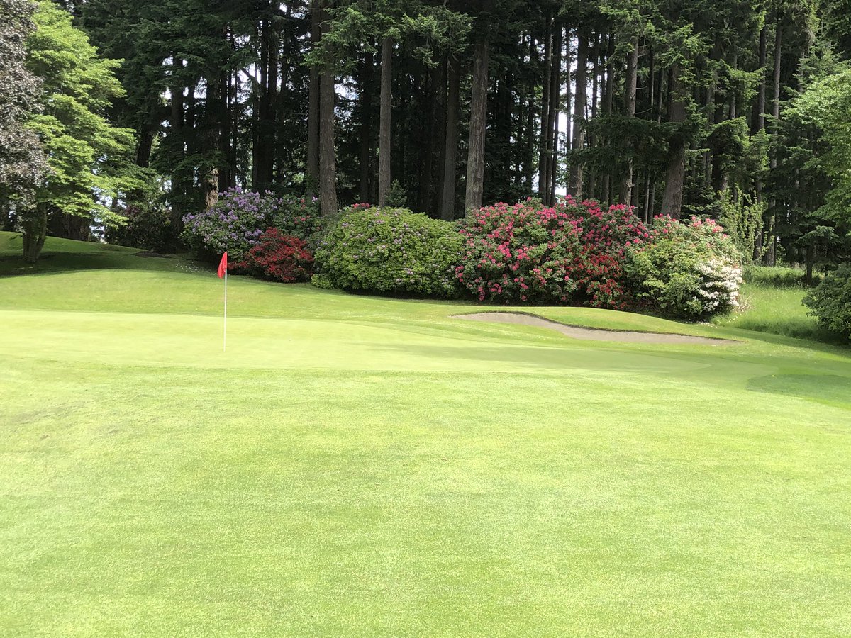 @McLeanGolf Jim . I don’t disagree , but 🌲 trimming to allow light and airflow is crucial . At RCGC  our trees surpass even those of Sahalee . Removal is contentious , but needed to open playing corridors . Fircrest , another AV Macan classic has done an excellent job of limbing 🌲