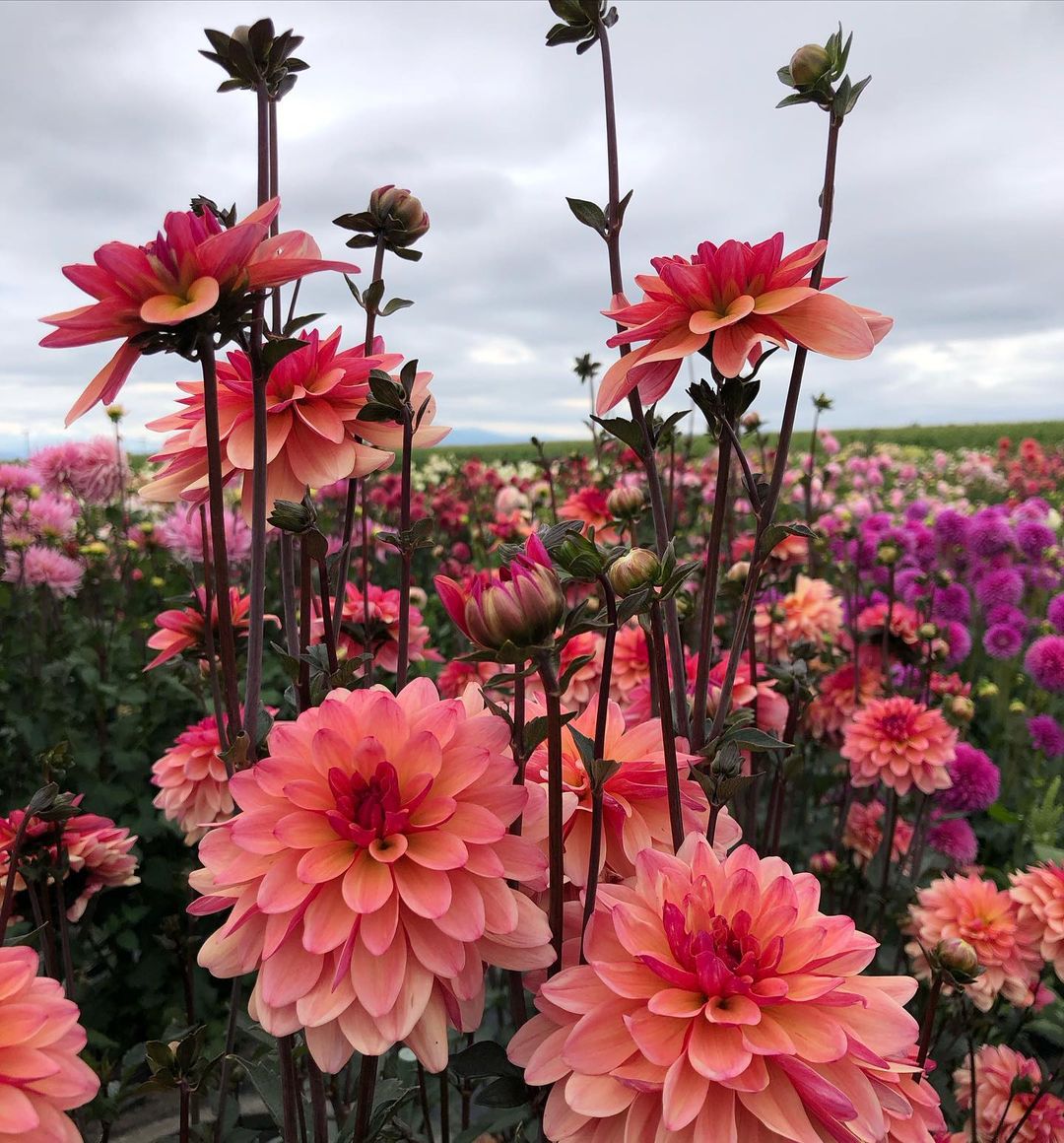 Beautiful Dahlias 🌸