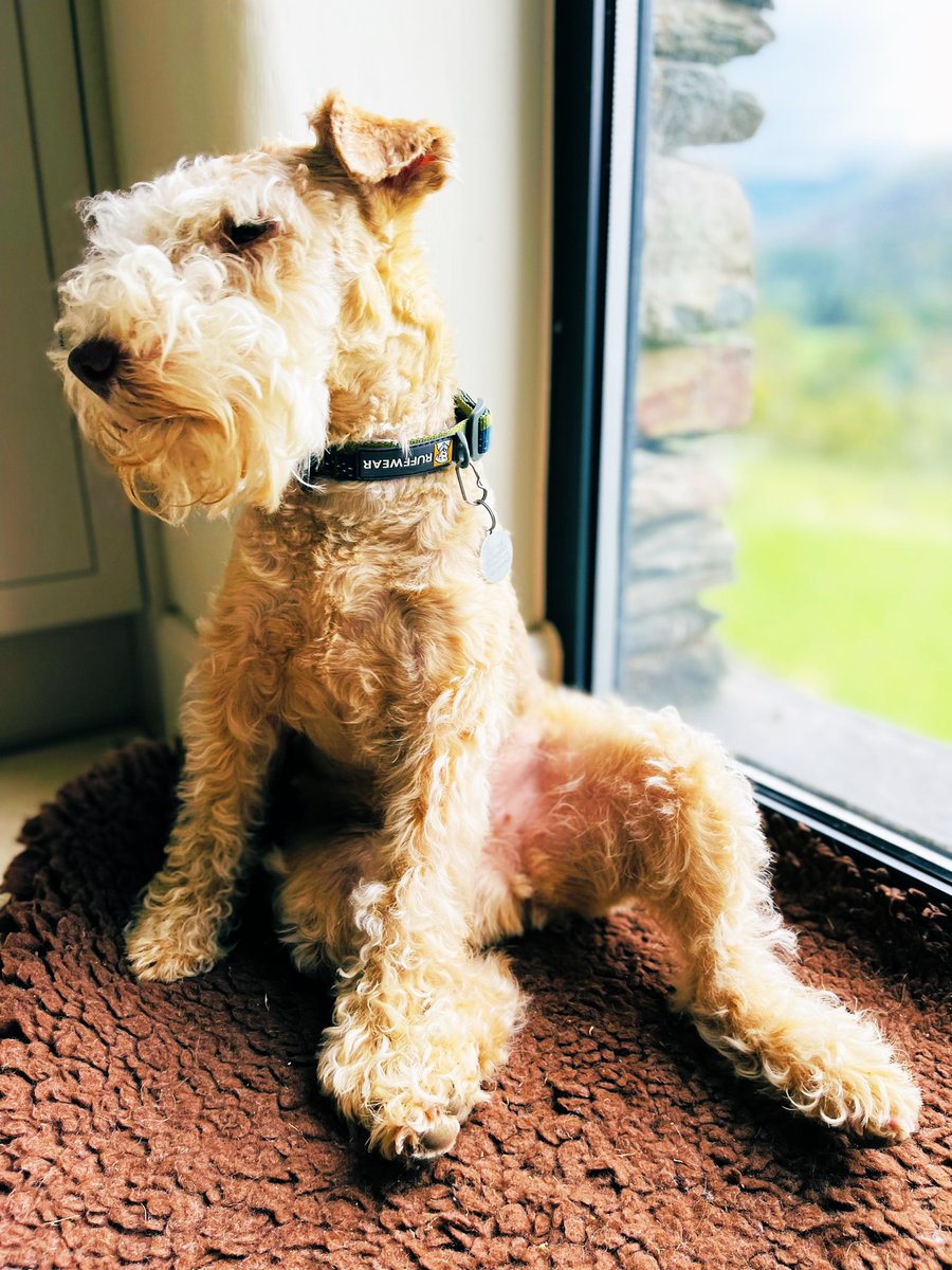 PoppytheLakelandTerrier tweet media