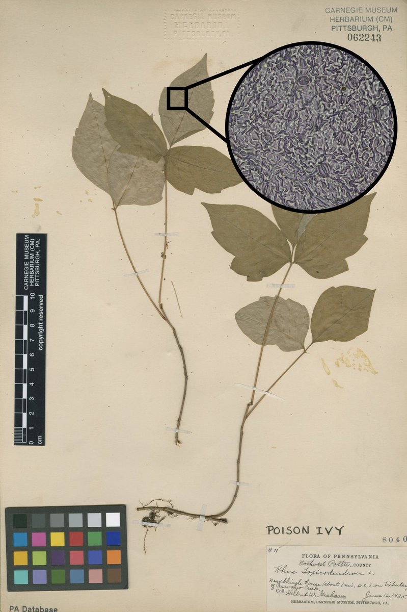 #Herbarium specimens reveal century-long trait shifts in poison #ivy due to anthropogenic CO2 emissions

(New #AJB research by Molly Ng, Alyssa McCormick, Ryan Utz &amp; <a href="/jmheberling/">Mason Heberling</a>) 

bsapubs.onlinelibrary.wiley.com/doi/10.1002/aj… #botany #ecophysiology <a href="/wileyplantsci/">Wiley Plant Science</a>